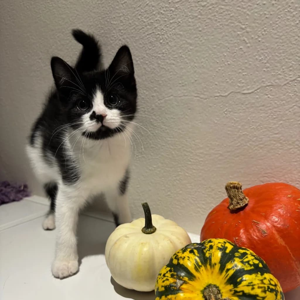 Keiko, male puppy Mixed Breed Cat for adoption at RSPCA Coventry and District Branch