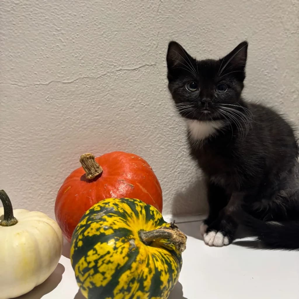 Veyda, female puppy Mixed Breed Cat for adoption at RSPCA Coventry and District Branch