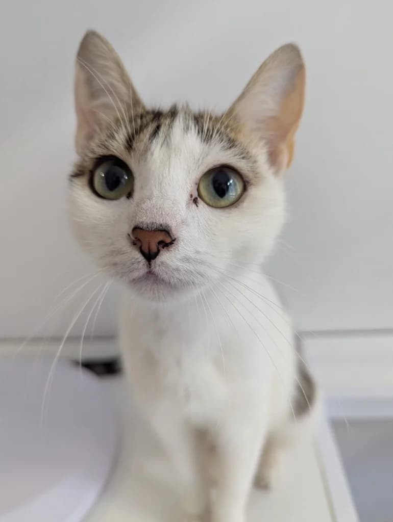 Peggy, female young Mixed Breed Cat for adoption at RSPCA Coventry and District Branch