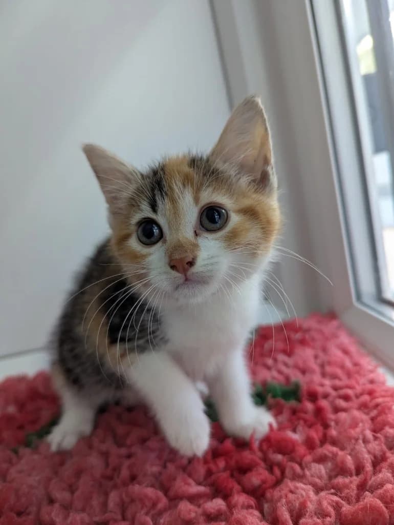 Angelica, female puppy Mixed Breed Cat for adoption at RSPCA Coventry and District Branch