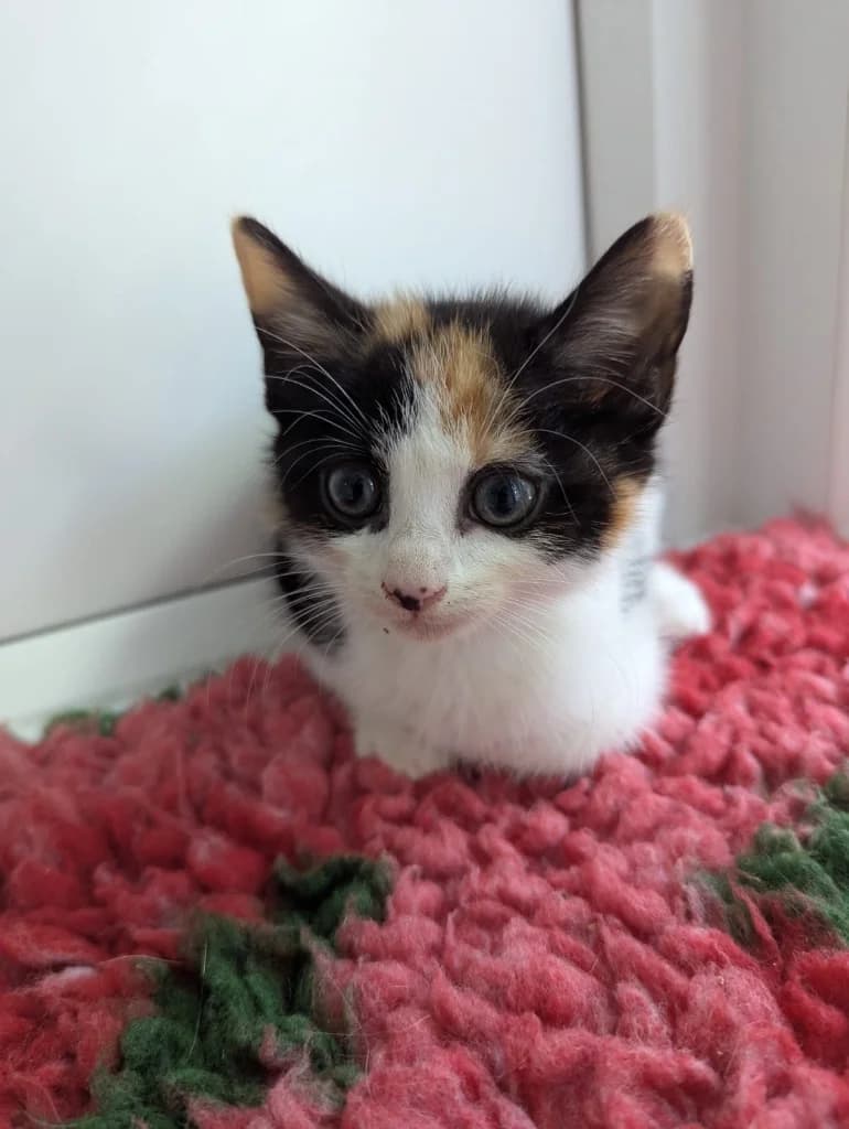 Eliza, female puppy Mixed Breed Cat for adoption at RSPCA Coventry and District Branch