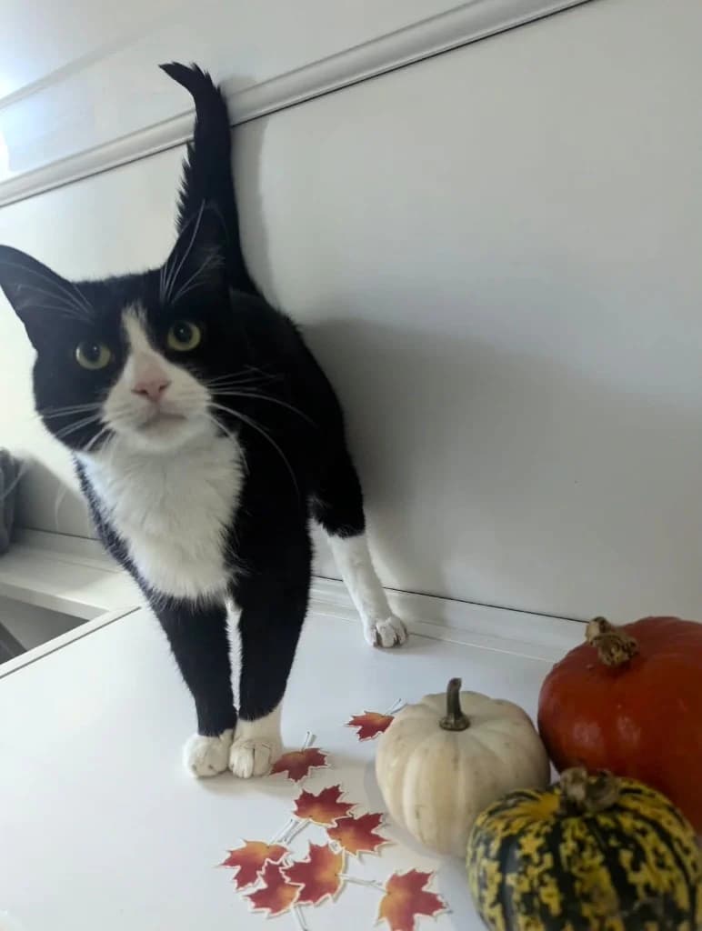 Domino, male 7yo Mixed Breed Cat for adoption at RSPCA Coventry and District Branch