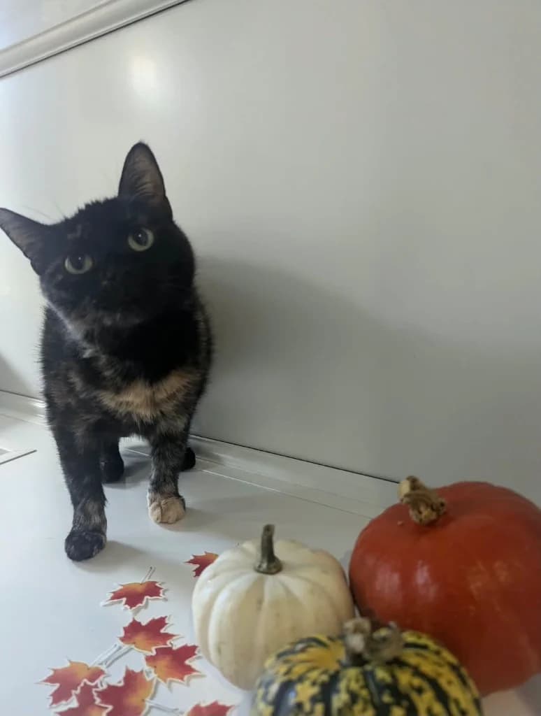 Dolly, female 7yo Mixed Breed Cat for adoption at RSPCA Coventry and District Branch
