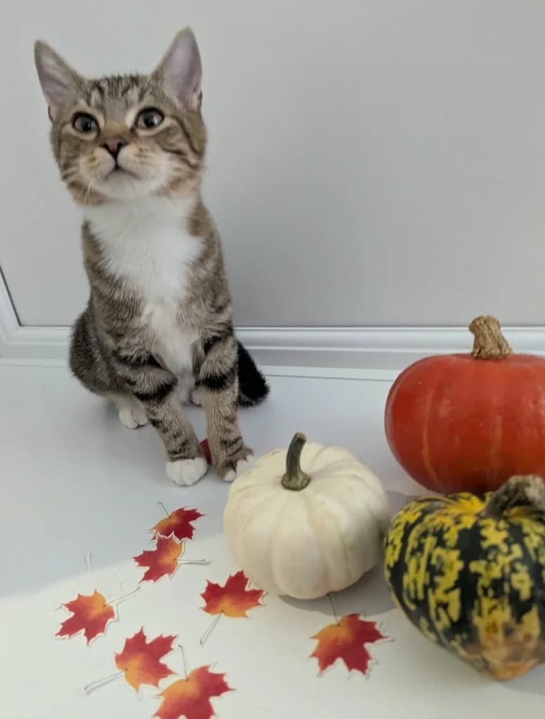 Elsie, female puppy Mixed Breed Cat for adoption at RSPCA Coventry and District Branch