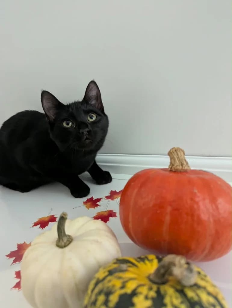 Edith, female puppy Mixed Breed Cat for adoption at RSPCA Coventry and District Branch