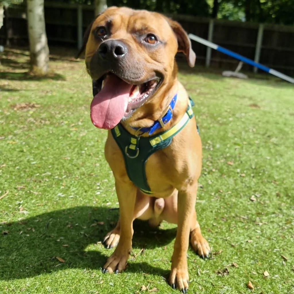 Loki, male young Rottweiler for adoption at RSPCA Coventry and District Branch