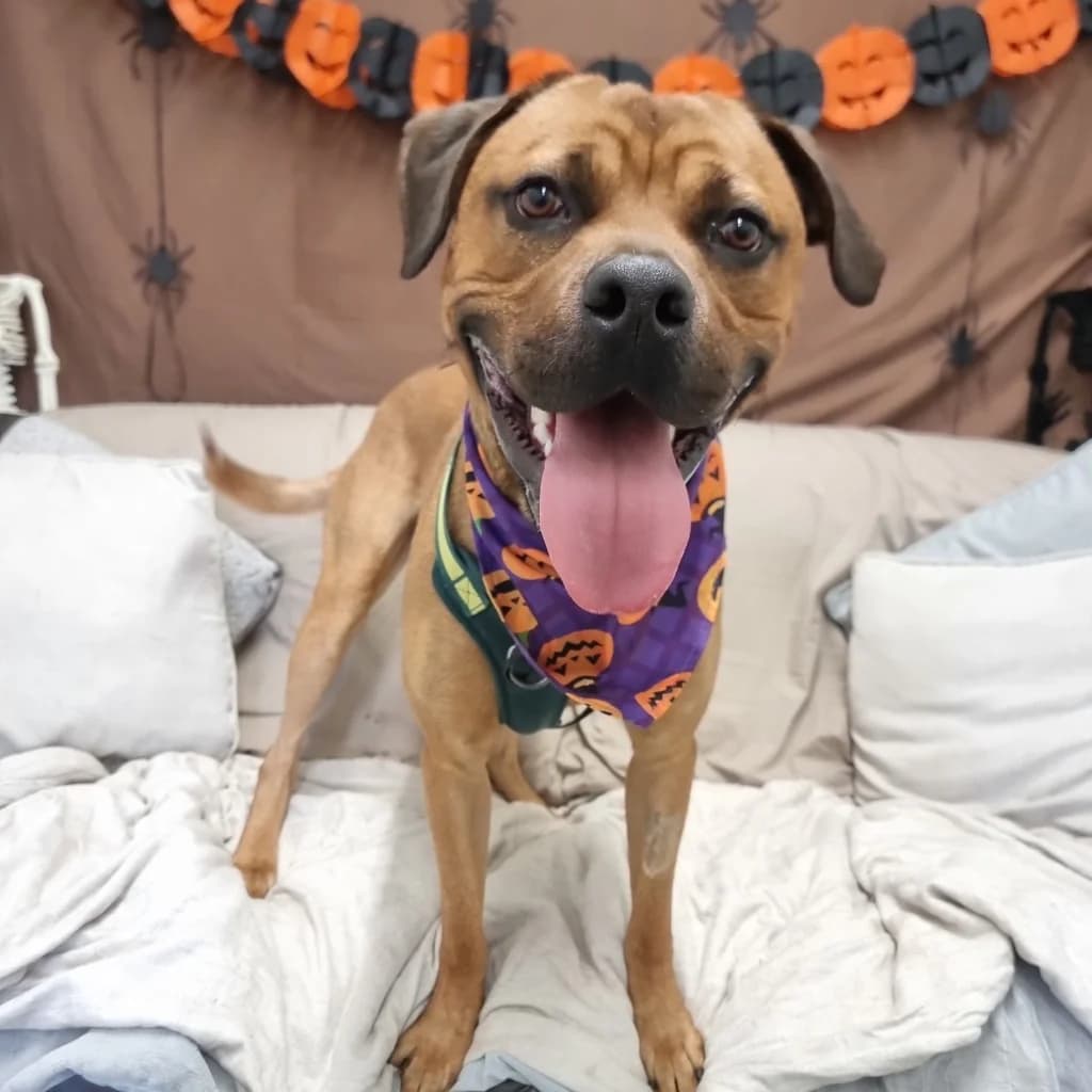 Loki, male young Rottweiler for adoption at RSPCA Coventry and District Branch