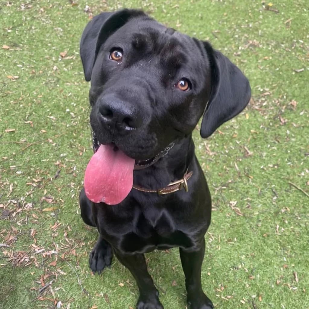 Doris, female puppy Mastiff for adoption at RSPCA Coventry and District Branch