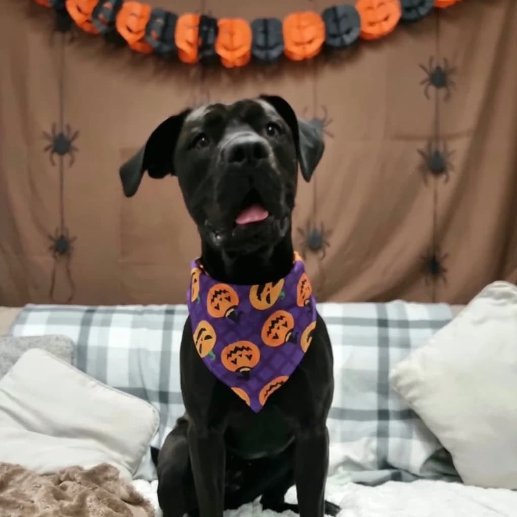 Doris, female puppy Mastiff for adoption at RSPCA Coventry and District Branch