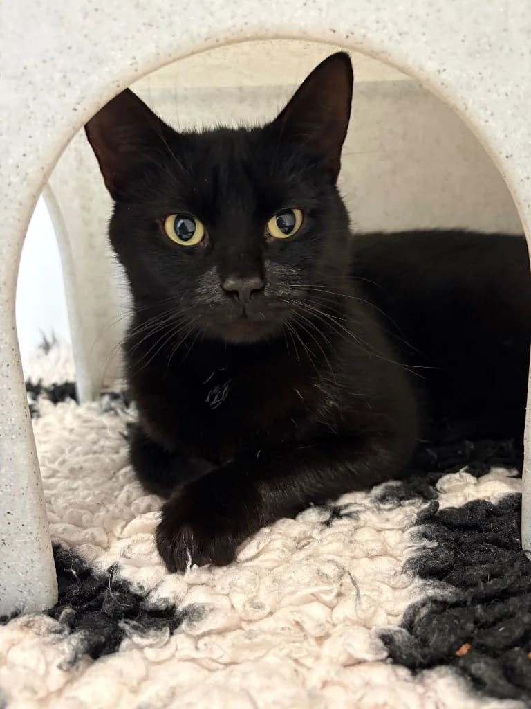 Rosita, female young Mixed Breed Cat for adoption at RSPCA Coventry and District Branch