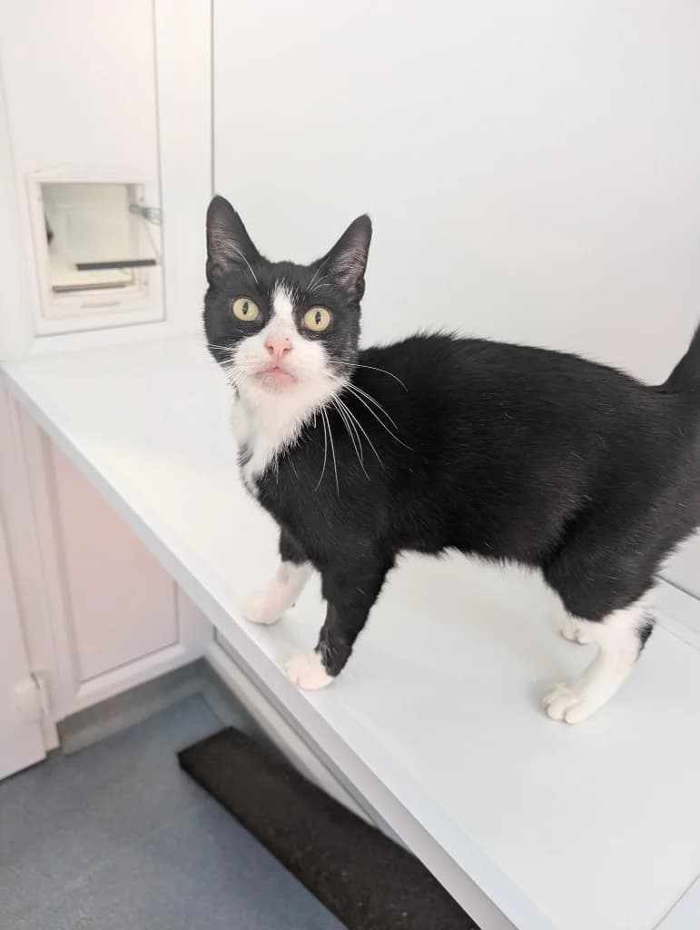 Astrid, female 5yo Mixed Breed Cat for adoption at RSPCA Coventry and District Branch