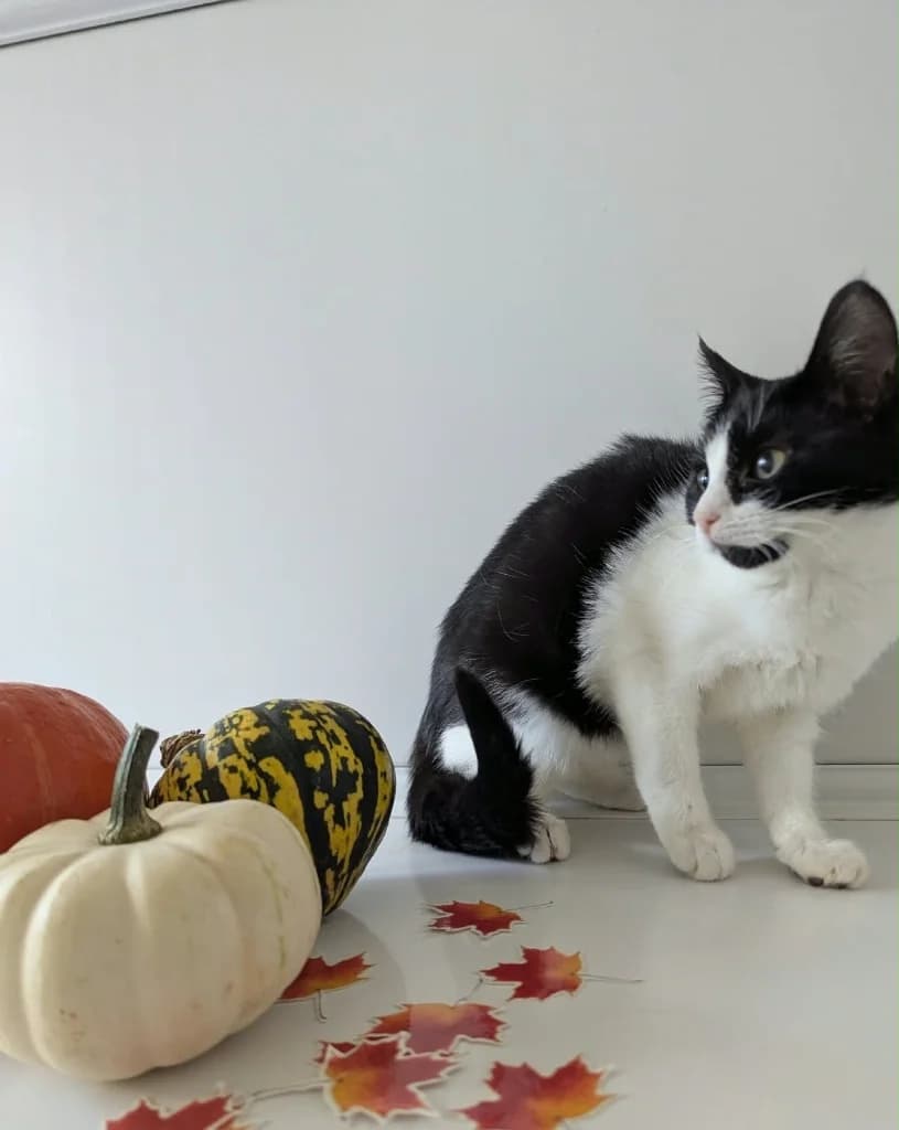 Hiccup, female puppy Mixed Breed Cat for adoption at RSPCA Coventry and District Branch