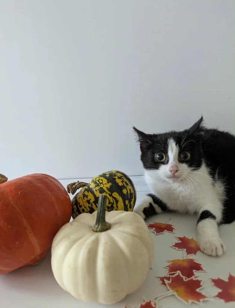 Valka, female puppy Mixed Breed Cat for adoption at RSPCA Coventry and District Branch