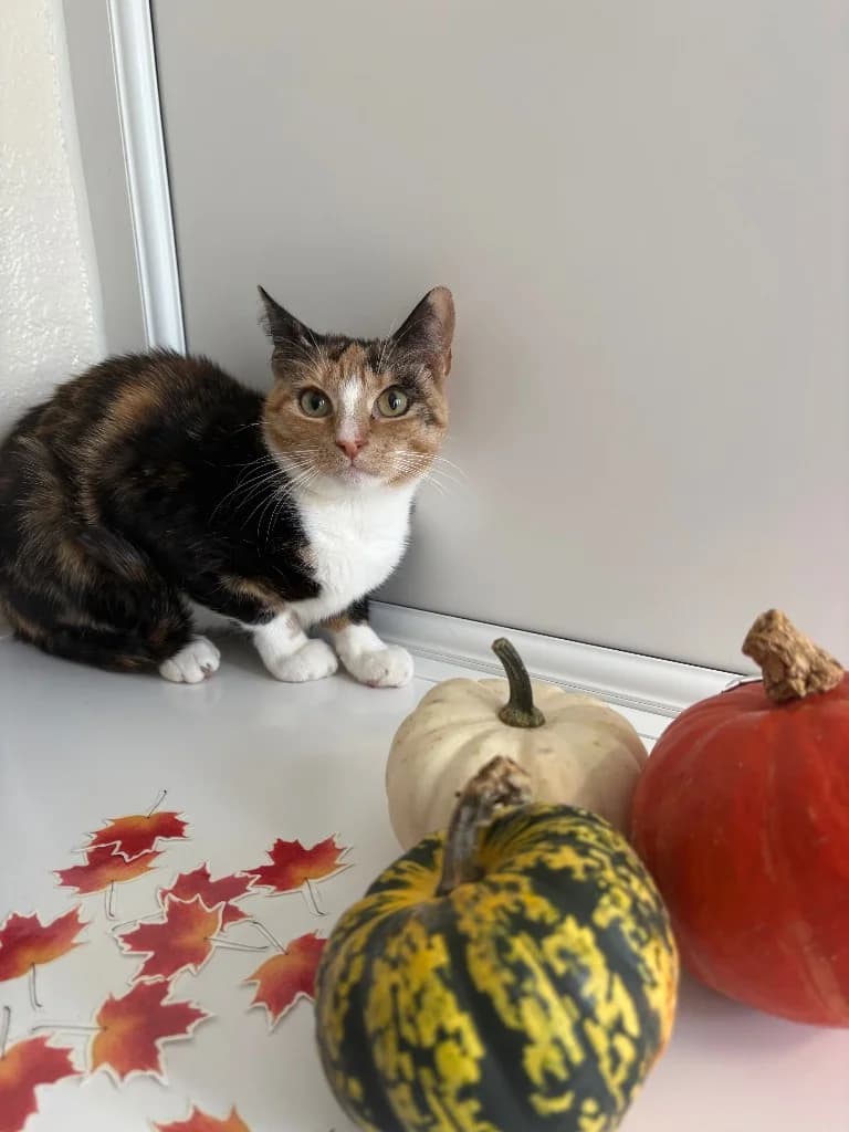 Lorelai, female young Mixed Breed Cat for adoption at RSPCA Coventry and District Branch