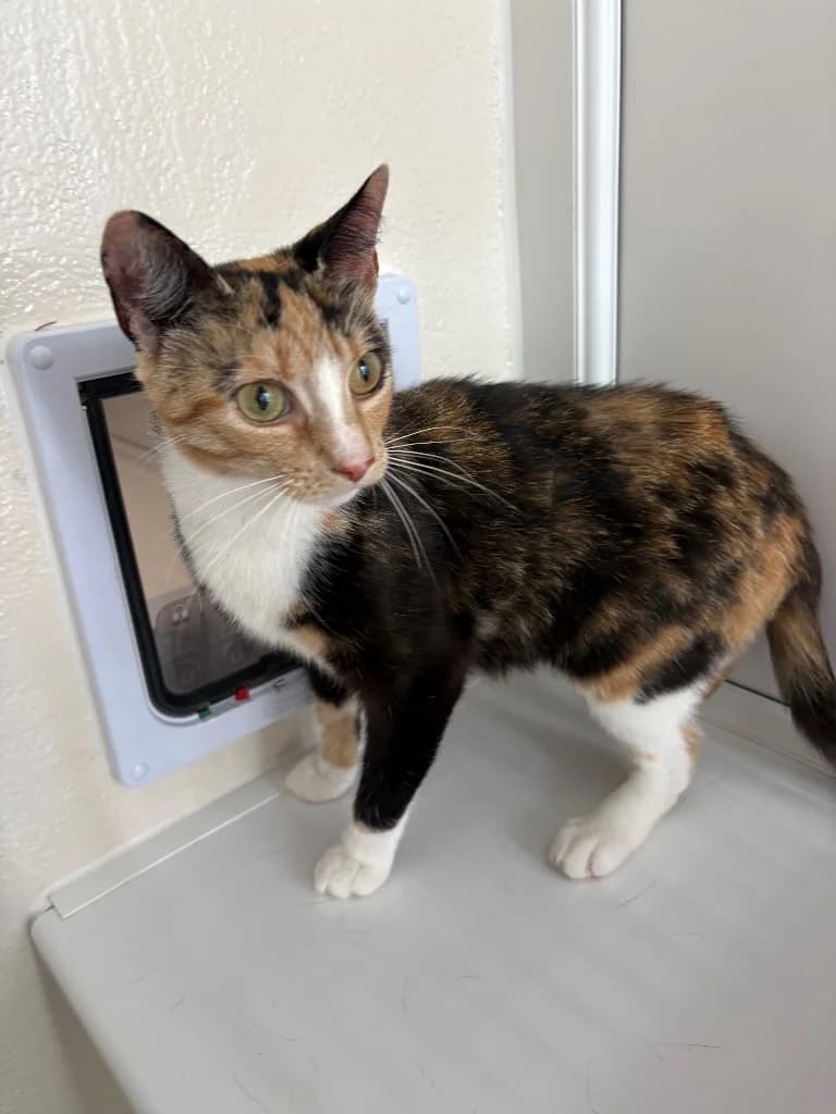 Lorelai, female young Mixed Breed Cat for adoption at RSPCA Coventry and District Branch