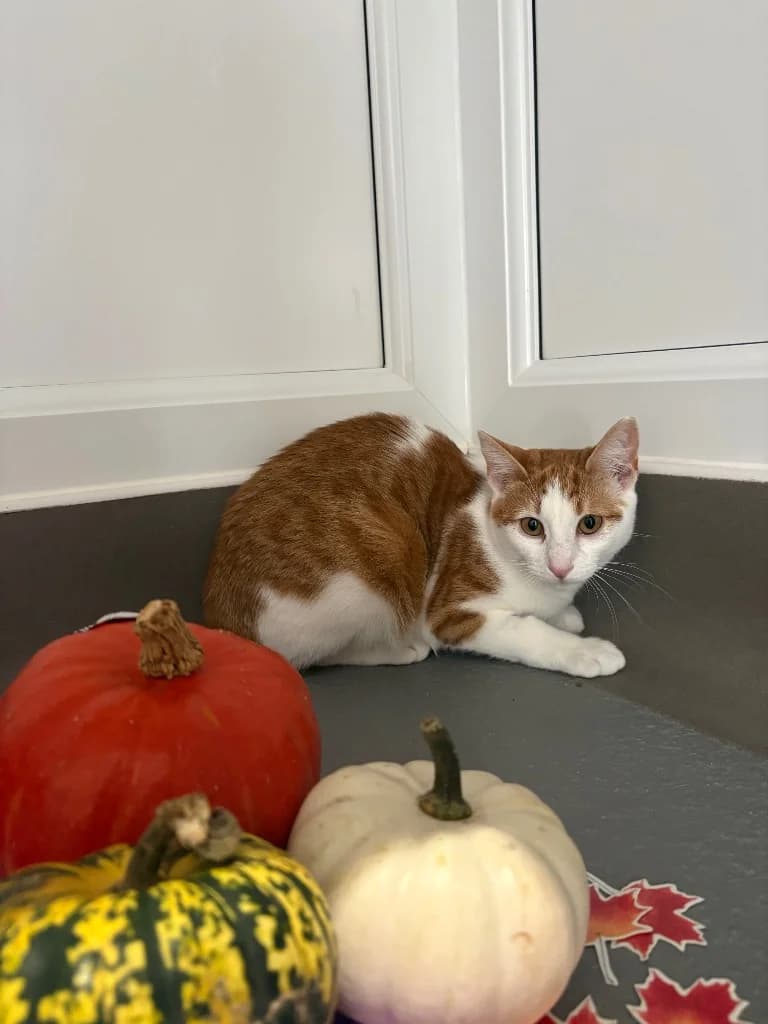 Aurora, female puppy Mixed Breed Cat for adoption at RSPCA Coventry and District Branch