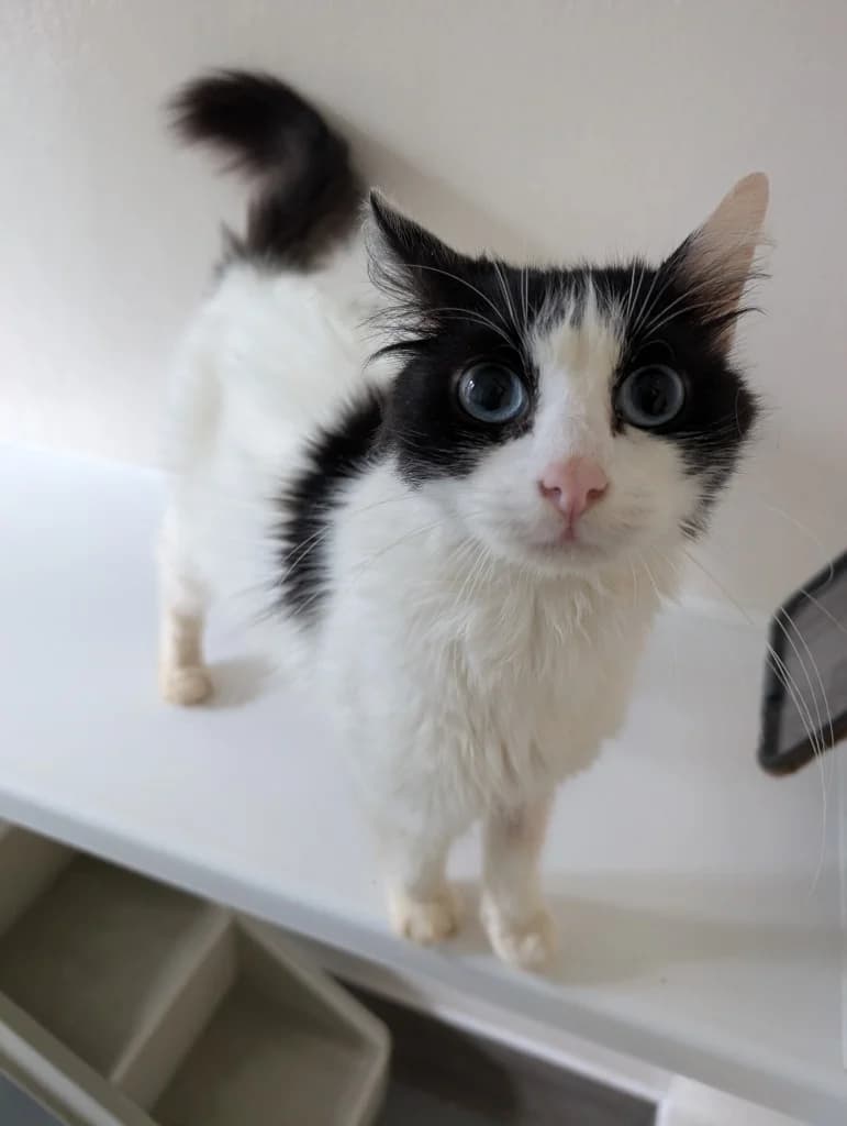 Bubbles, female 3yo mixed breed for adoption at RSPCA Coventry and District Branch