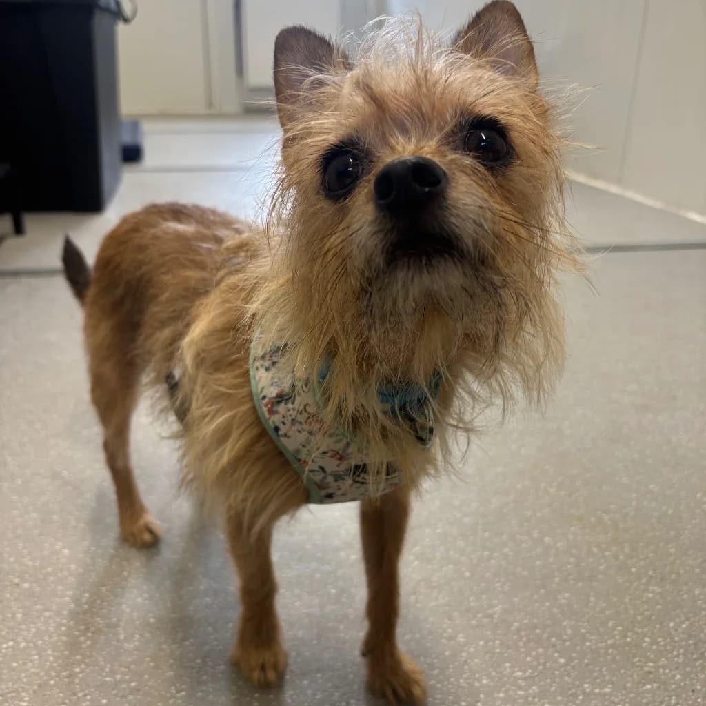 Marley, male senior Chihuahua for adoption at RSPCA Coventry and District Branch