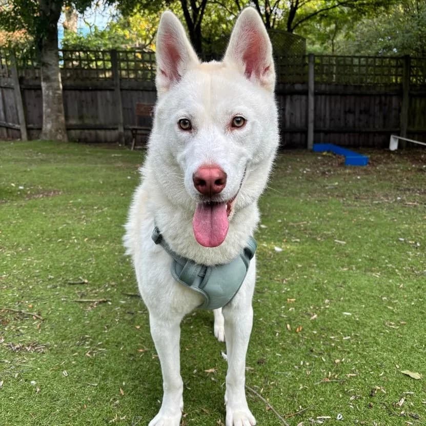 Snowy, female puppy Husky for adoption at RSPCA Coventry and District Branch