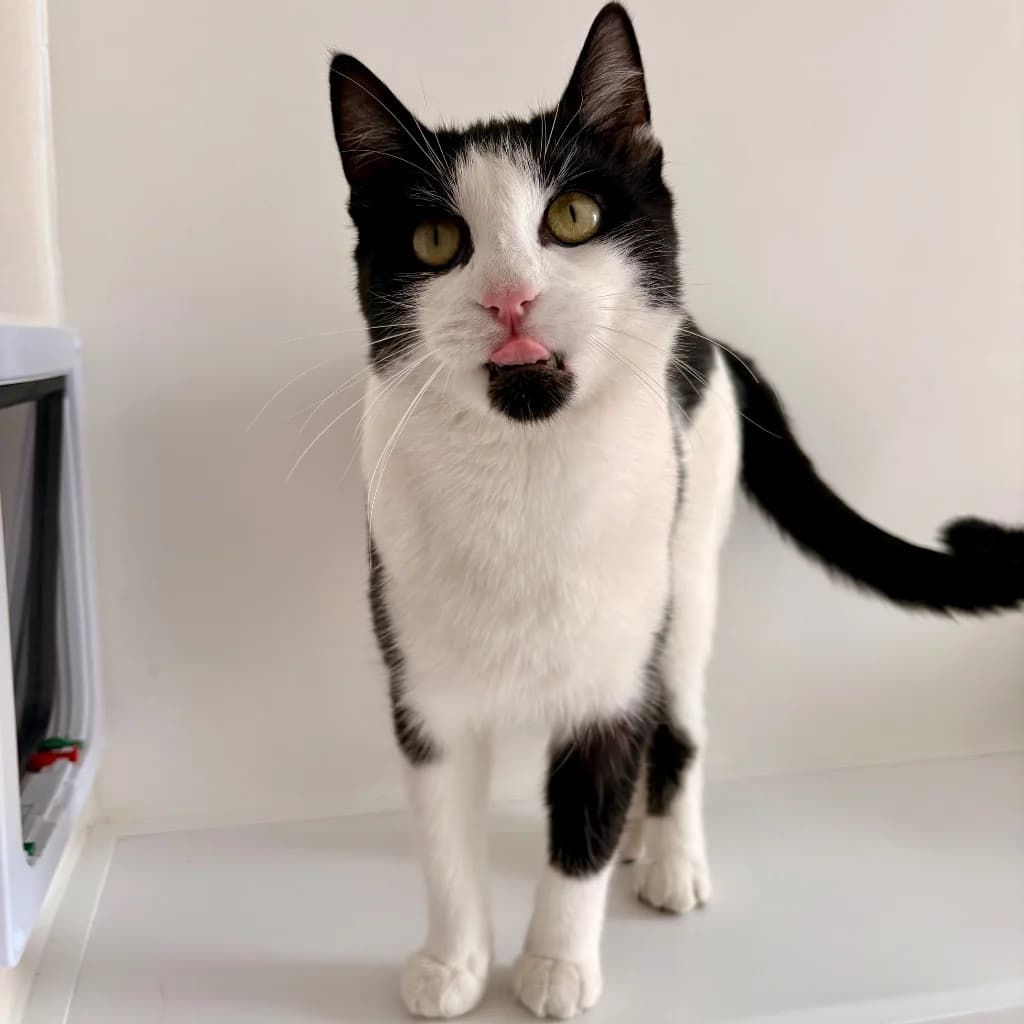 Pickle, male young Mixed Breed Cat for adoption at RSPCA Coventry and District Branch