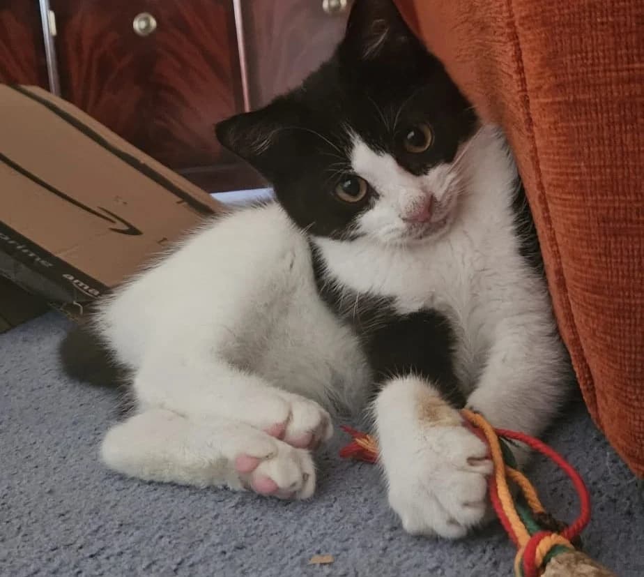Leo, male puppy Mixed Breed Cat for adoption at RSPCA Coventry and District Branch
