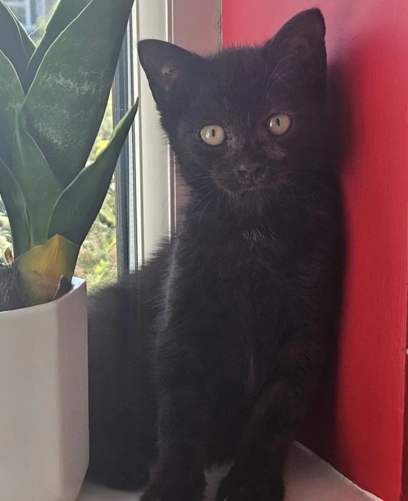 Luna, female puppy Mixed Breed Cat for adoption at RSPCA Coventry and District Branch