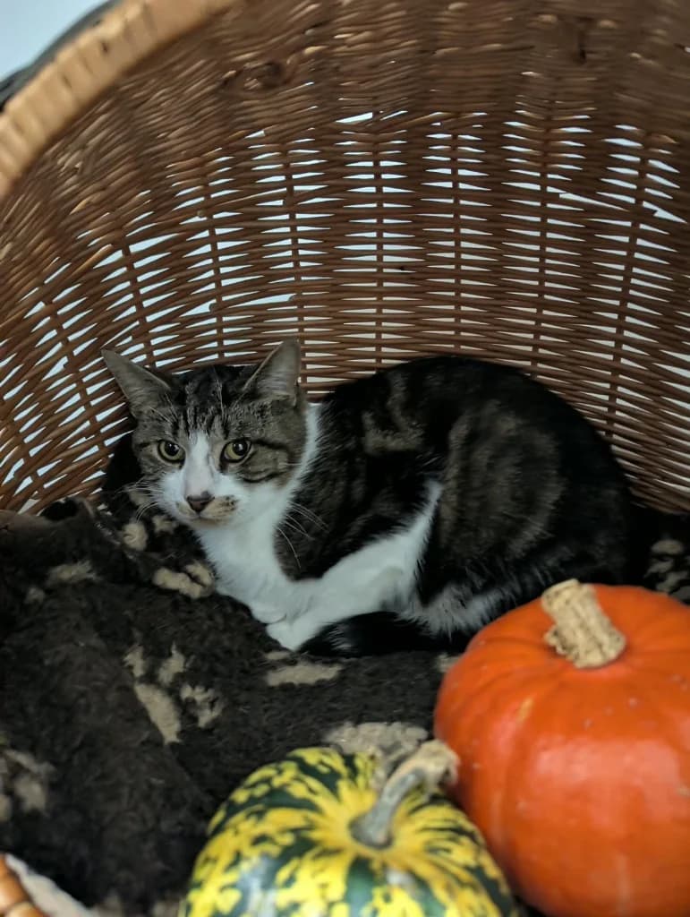 Fang, male young Mixed Breed Cat for adoption at RSPCA Coventry and District Branch