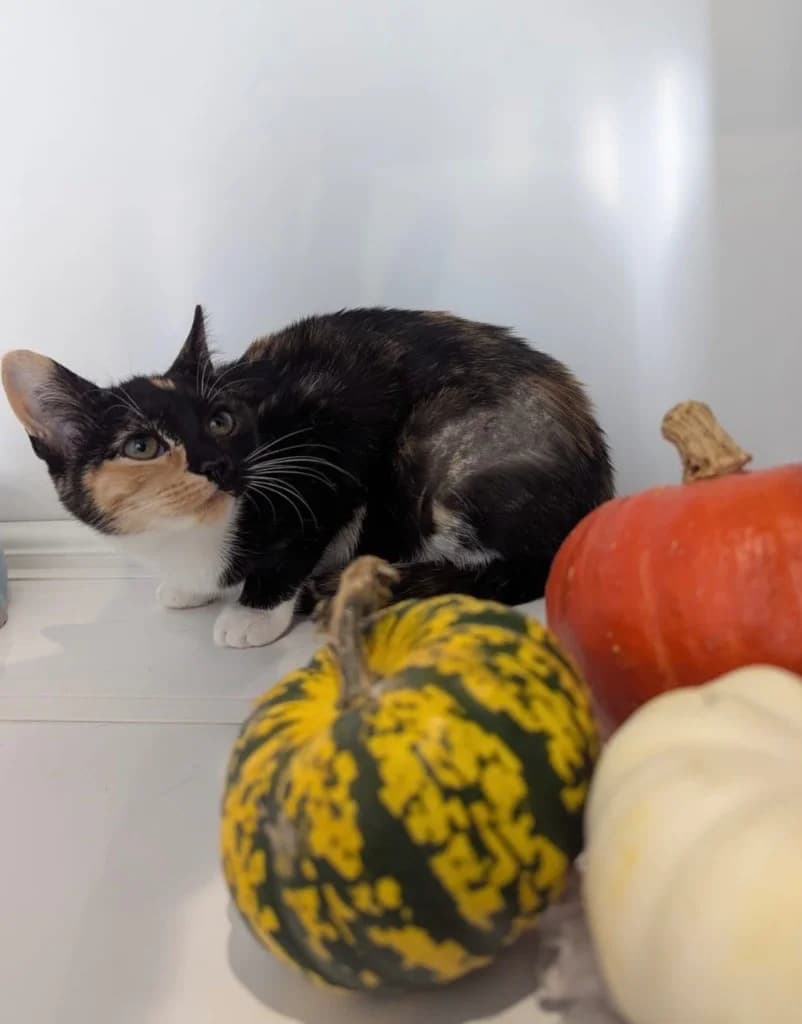 Edith, female puppy Mixed Breed Cat for adoption at RSPCA Coventry and District Branch