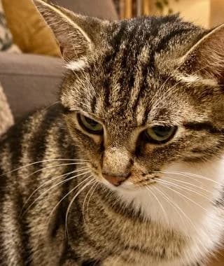 LILLIE-MAE, 3yo Mixed Breed Cat for adoption at RSPCA Craven and Upper Wharfedale Branch