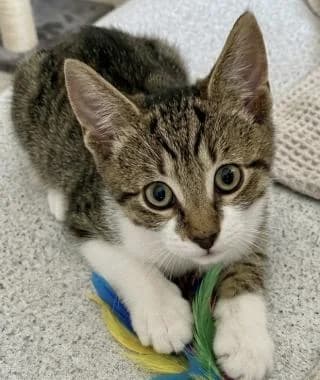 MATTIE, puppy Mixed Breed Cat for adoption at RSPCA Craven and Upper Wharfedale Branch