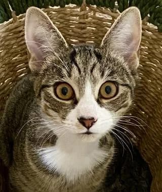 FLORA, puppy Mixed Breed Cat for adoption at RSPCA Craven and Upper Wharfedale Branch