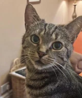 WILLOW, 4yo Mixed Breed Cat for adoption at RSPCA Craven and Upper Wharfedale Branch