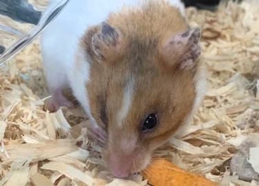 Arianna, female mixed breed for adoption at RSPCA Derby & District Branch