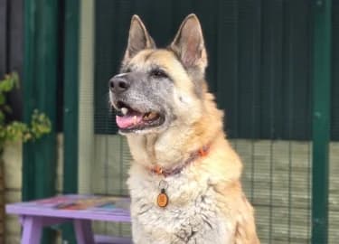 Ava, female German Shepherd for adoption at RSPCA Derby & District Branch