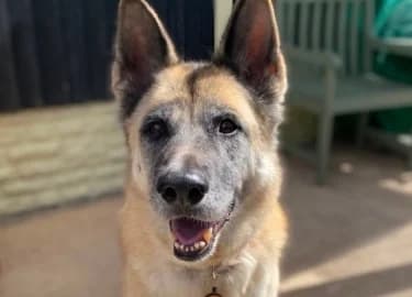 Ava, female Akita for adoption at RSPCA Derby & District Branch