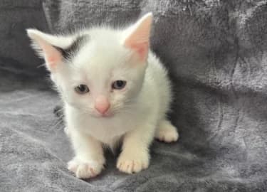 Avery, male Mixed Breed Cat for adoption at RSPCA Derby & District Branch