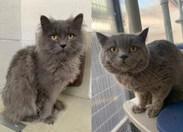 Barney & Bambam, male Mixed Breed Cat for adoption at RSPCA Derby & District Branch