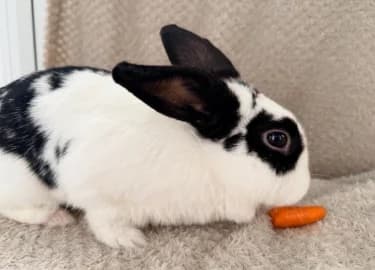 Bean, female mixed breed for adoption at RSPCA Derby & District Branch