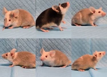 Bean & Friends, male mixed breed for adoption at RSPCA Derby & District Branch