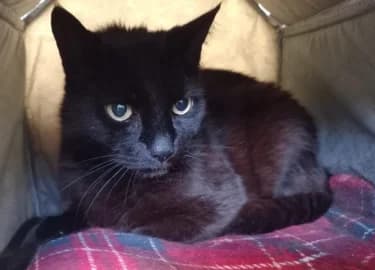 Bernard, male Mixed Breed Cat for adoption at RSPCA Derby & District Branch