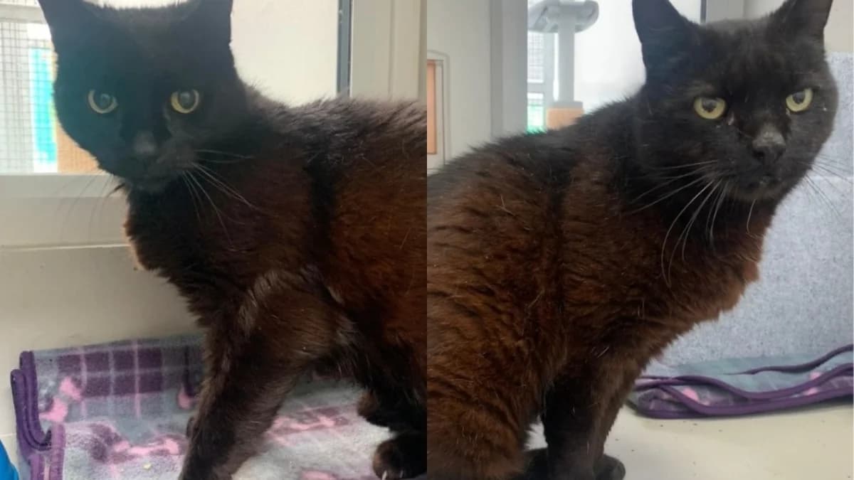 Bernard & Gerard, male Mixed Breed Cat for adoption at RSPCA Derby & District Branch