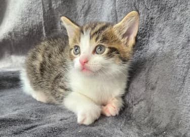 Blaise, male Mixed Breed Cat for adoption at RSPCA Derby & District Branch