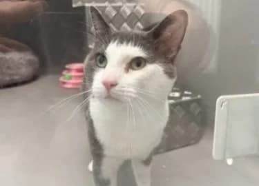 Buttons, male Mixed Breed Cat for adoption at RSPCA Derby & District Branch