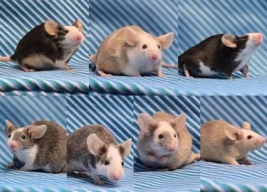 Buttons & Friends, female mixed breed for adoption at RSPCA Derby & District Branch