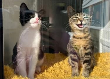 Cherry & Scarlett, female Mixed Breed Cat for adoption at RSPCA Derby & District Branch
