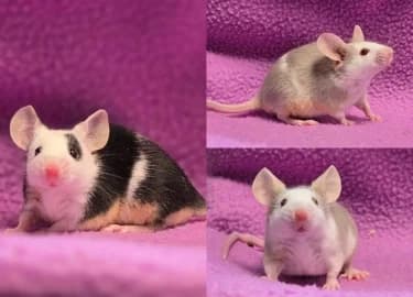Chia, Thimble & Zippy, female mixed breed for adoption at RSPCA Derby & District Branch