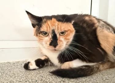 Chloe, female Mixed Breed Cat for adoption at RSPCA Derby & District Branch