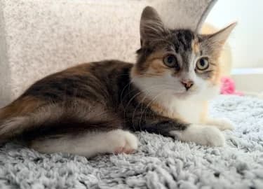 Cinnamon, female Mixed Breed Cat for adoption at RSPCA Derby & District Branch