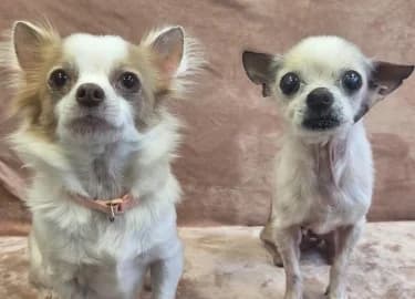 Daisy and Caramel, female Mixed Breed for adoption at RSPCA Derby & District Branch
