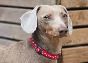 Donny, male Dachshund for adoption at RSPCA Derby & District Branch